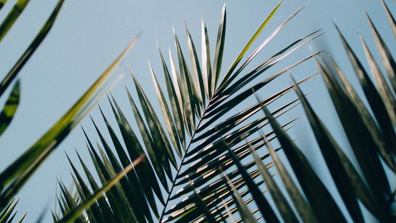 palm, leaves, branches, plant, green, 4k