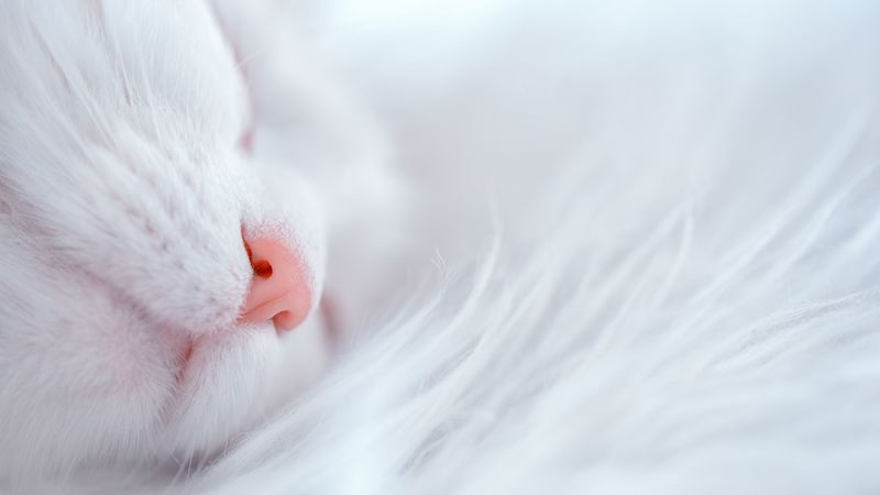 cat, white, sleep, face, nose, 4k
