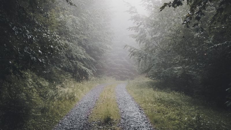 forest, fog, path, branches, 4k HD Wallpaper