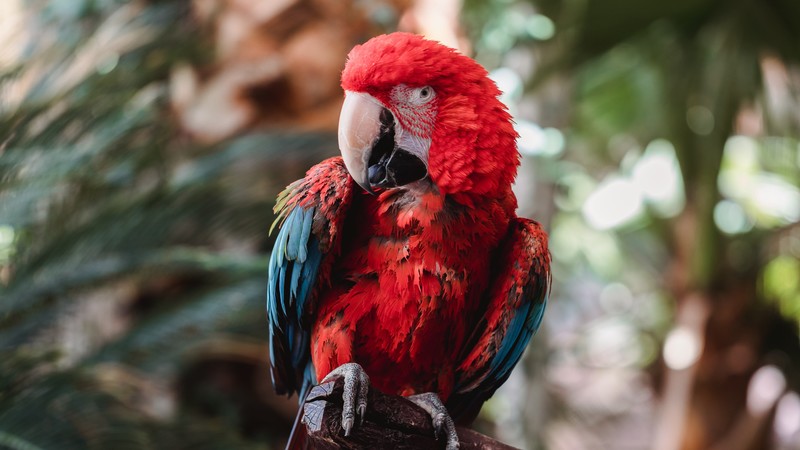 macaw, birds, hd, 4k
