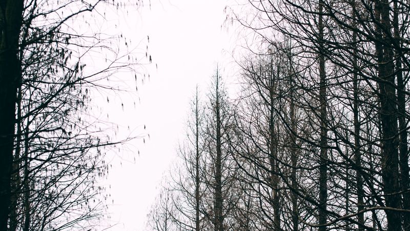 trees, autumn, landscape, nature, 4k