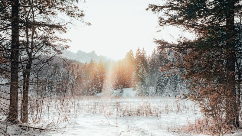 forest, edge, snow, sunlight, winter, landscape, 4k