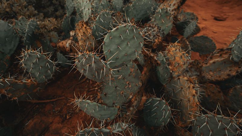 cactus, succulent, prickly, green, plant, 4k
