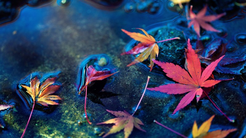 leaf, nature, hd, 4k