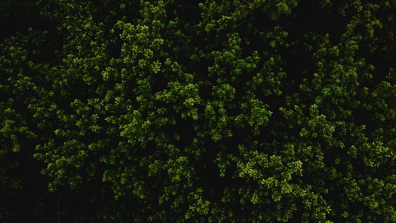 bush, green, texture, plant, 4k