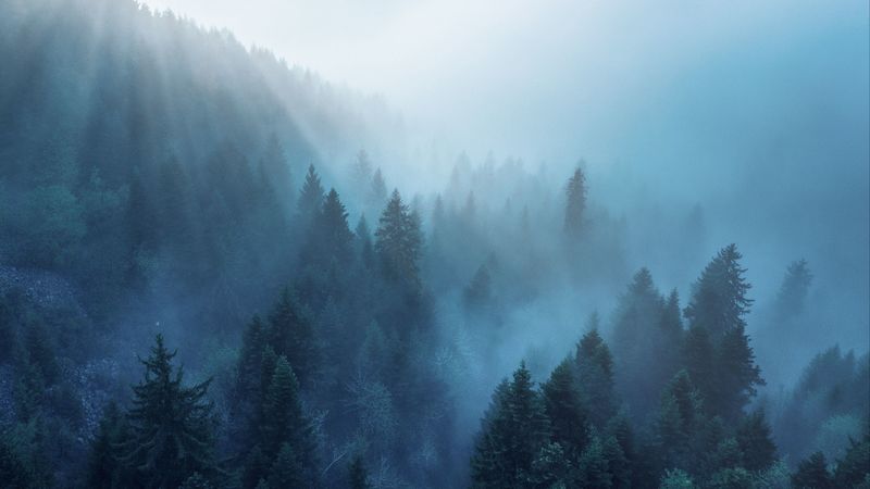 forest, trees, fog, rays, 4k