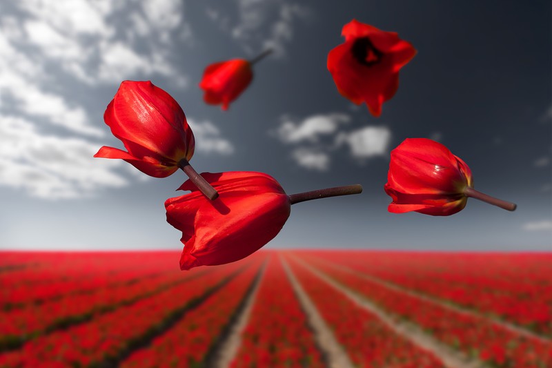 flowers, photography, hd, 4k, behance