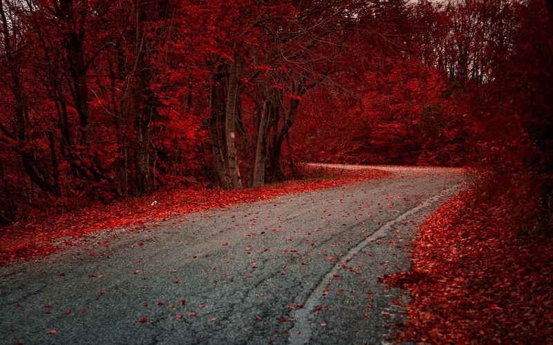 autumn, road, leaves, hd, photography
