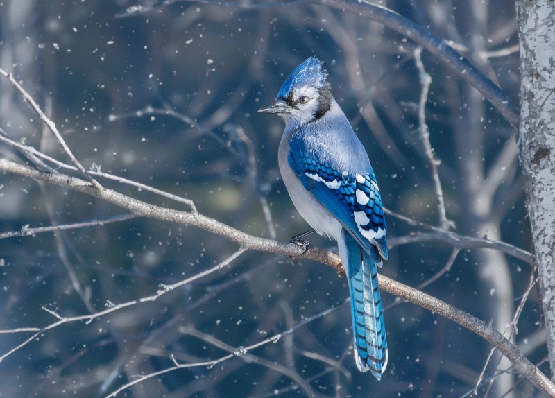 blue jay, birds, hd, 4k, animals