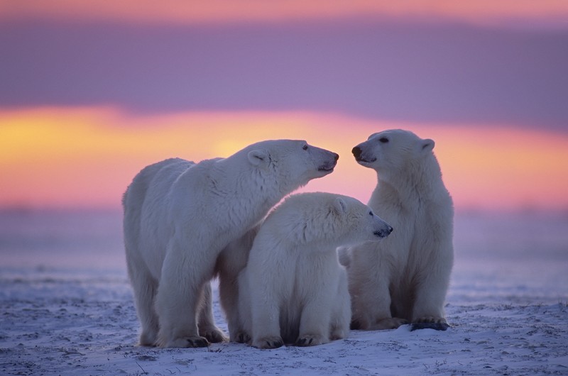 polar bear, animals, cute, hd