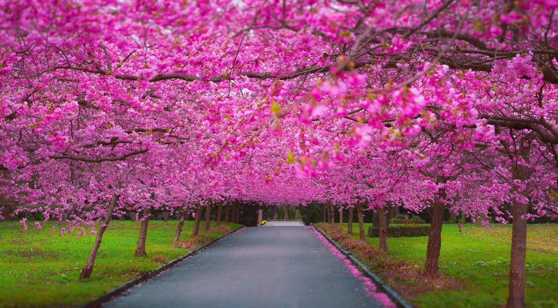 nature, hd, blossom, cherry