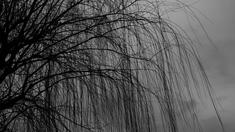 willow, tree, bw, branches, dark, 4k