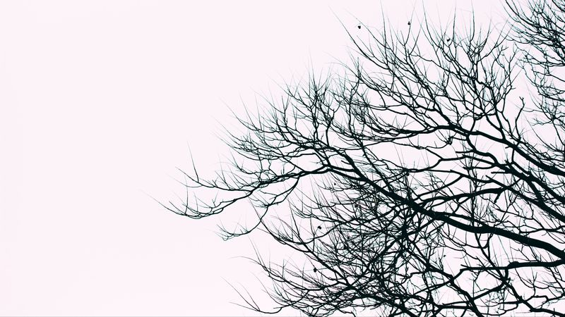 branches, sky, bw, minimalism, 4k