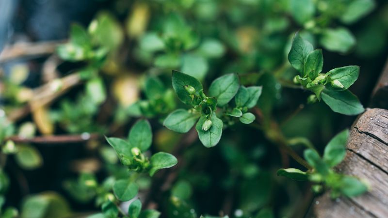 plant, green, macro, leaves, buds, 4k