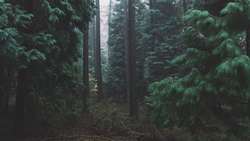 forest, fog, trees, conifer, 4k