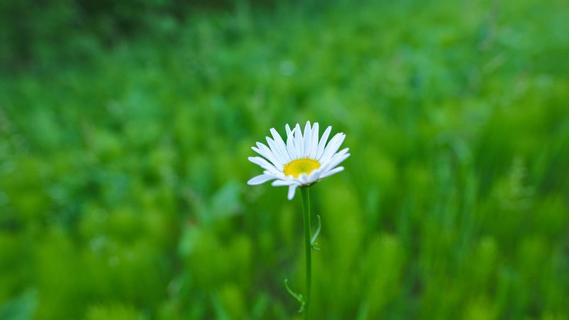 daisy, flower, white, greens, summer, 4k