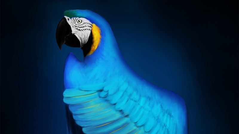 parrot, macaw, birds, hd, artist, artwork, digital art, artstation