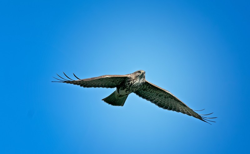 eagle, birds, hd