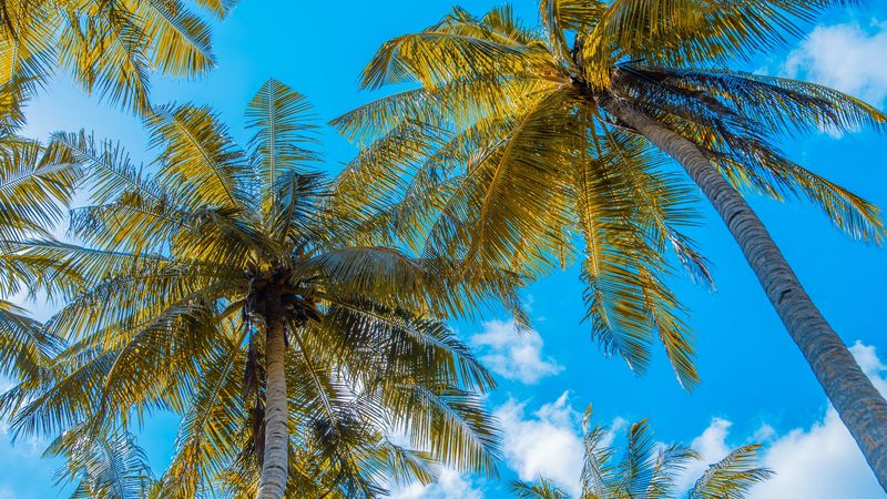 palm trees, sky, clouds, tropics, summer, 4k