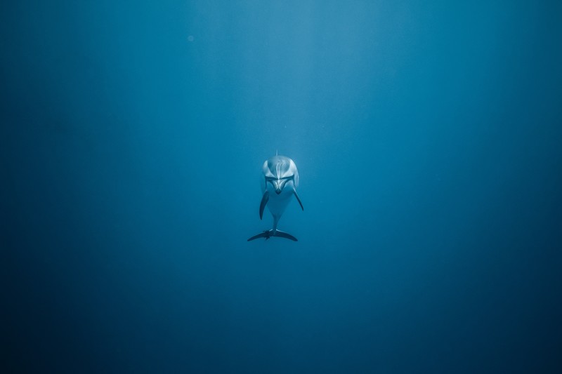 dolphin, animals, underwater, hd, 4k, 5k