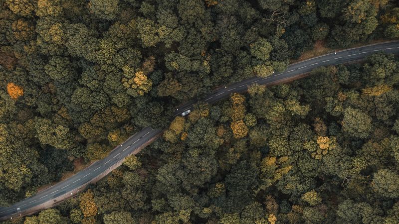 forest, road, aerial view, trees, treetops, car, 4k