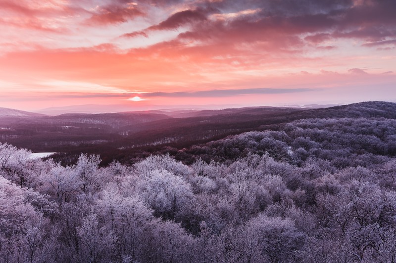 trees, winter, nature, hd, 4k, 5k