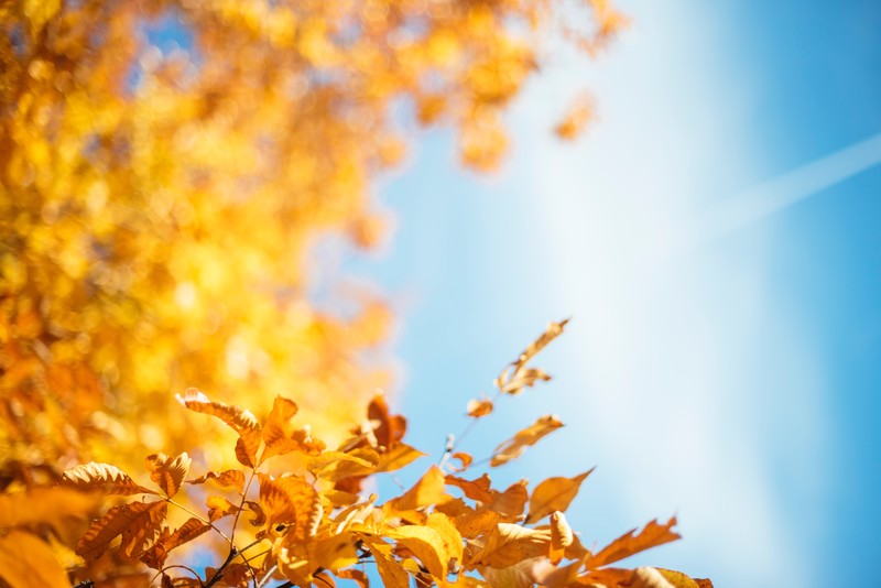 autumn, leaves, nature, hd, 4k, 5k