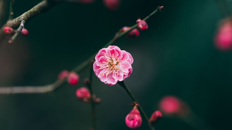 flower, pink, macro, branches, buds, 4k