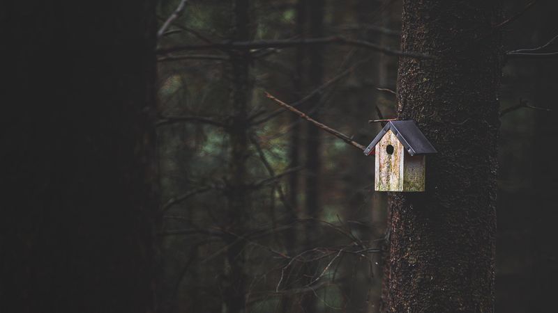 tree, birdhouse, forest, nature, 4k