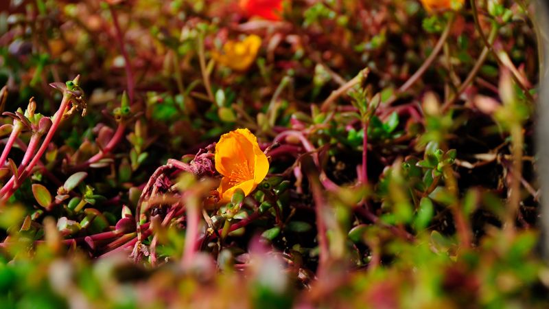 flower, yellow, macro, plant, closeup, 4k