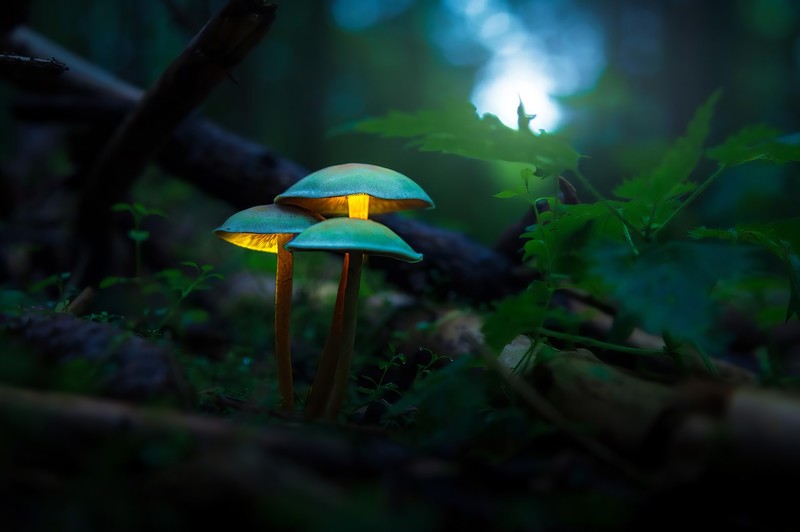 mushroom, hd, 4k, forest, deviantart