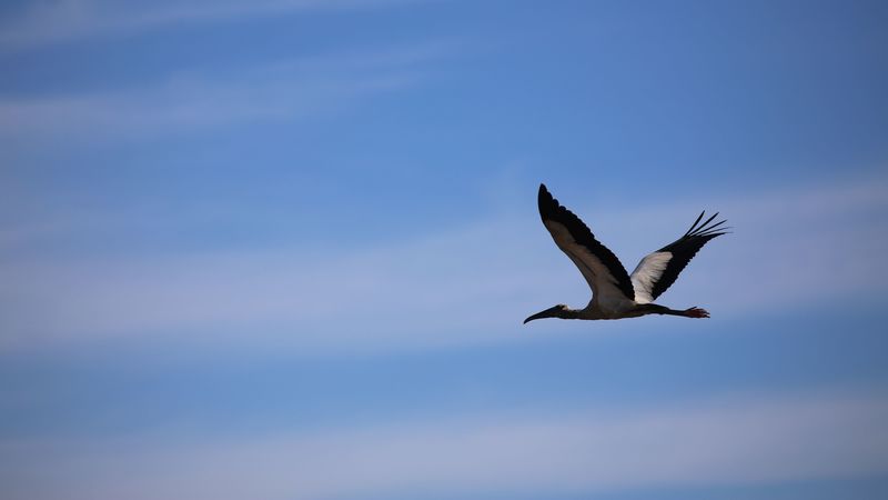 stork, bird, sky, flight, 4k