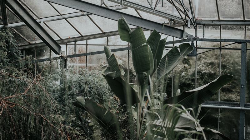 greenhouse, plants, green, exotic, 4k
