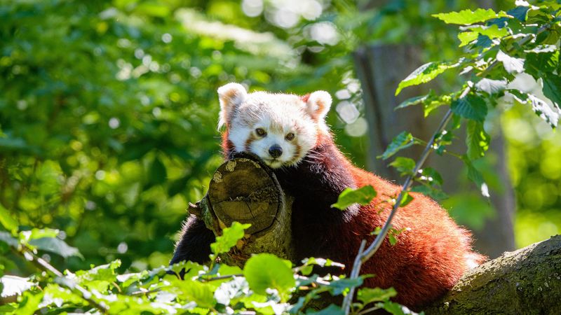 red panda, panda, beast, tree, 4k