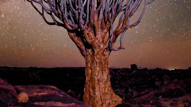 tree, night, starry sky, desert, africa, 4k