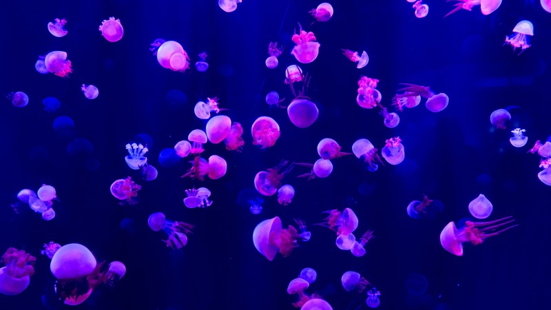 jellyfish, underwater, animals, hd, 4k, 5k