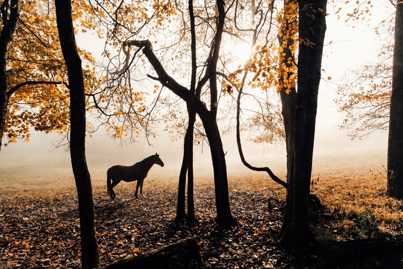 horse, animals, hd, 4k, 5k