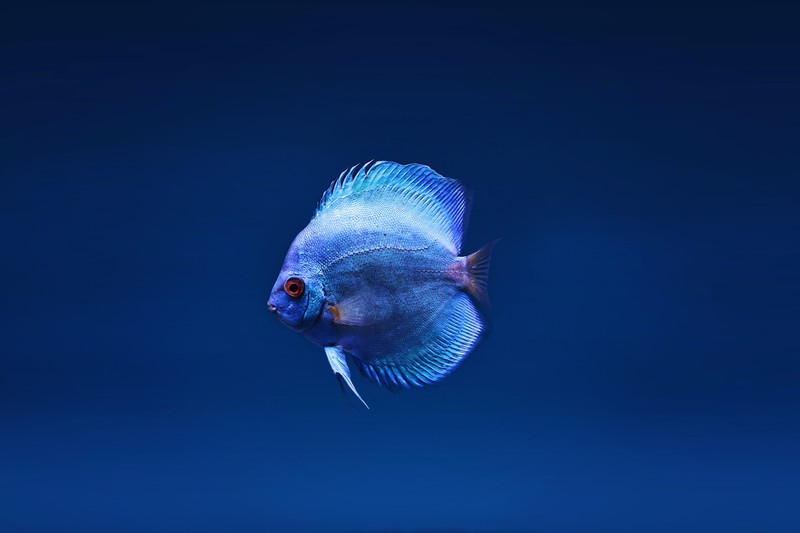 fish, animals, hd, 4k, 5k