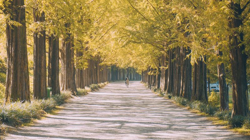 road, path, alley, light, nature, 4k