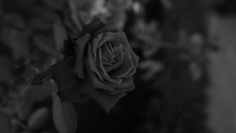 rose, flower, bw, plant, 4k