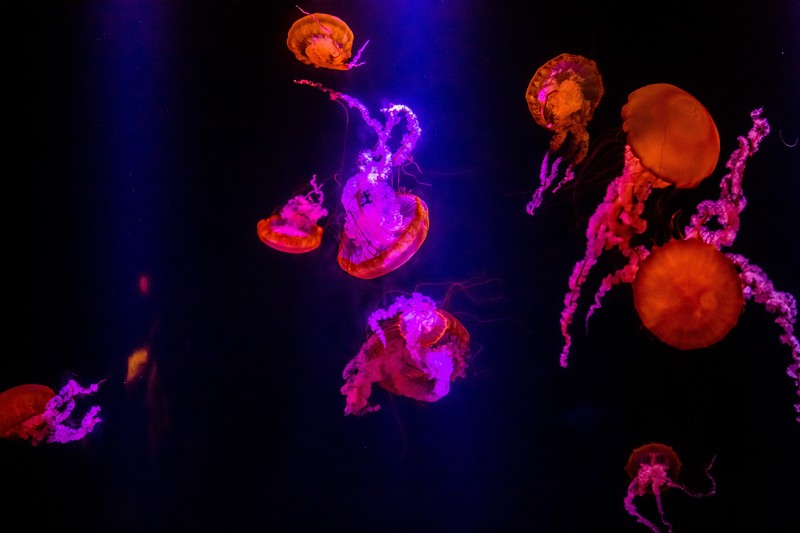 jellyfish, underwater, hd, animals, 4k, 5k, photography