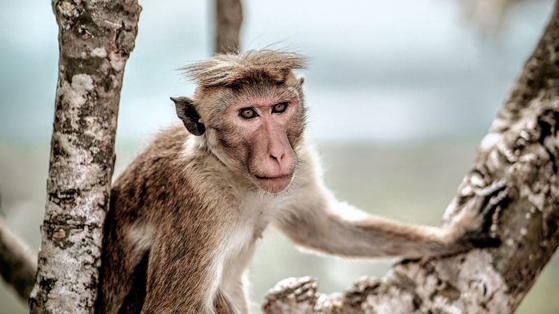 macaque, monkey, animal, tree, 4k