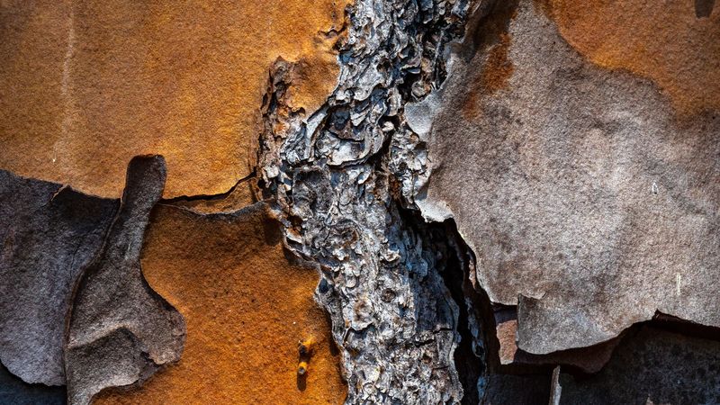 bark, pine, tree, macro, 4k