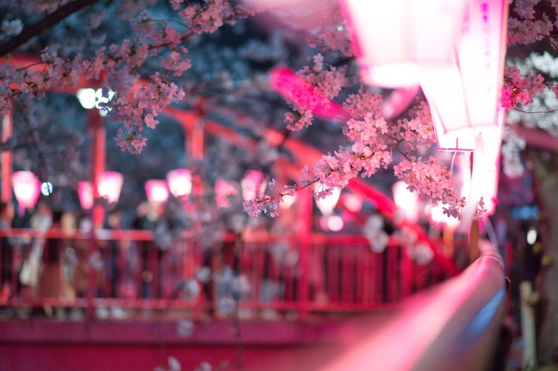 cherry, flowers, pink, hd, 4k, 5k