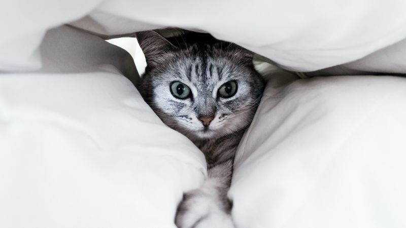 cat, gray, paw, funny, pet, 4k