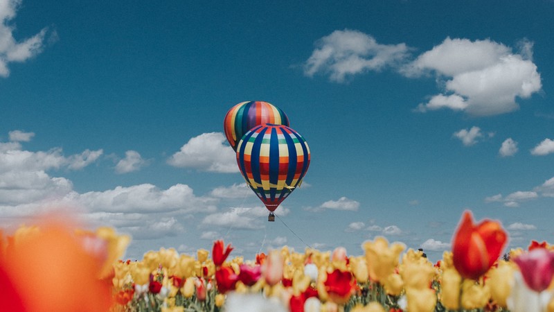 air balloon, nature, colorful, hd, field, flowers, tulip