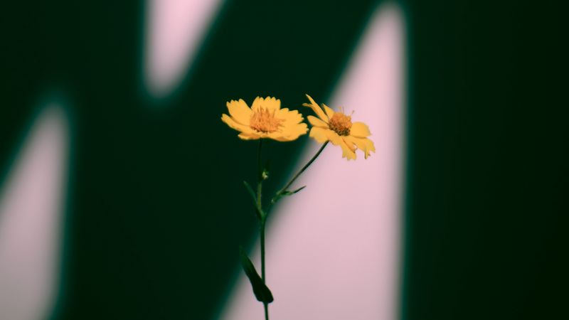 flowers, yellow, plant, shadow, 4k
