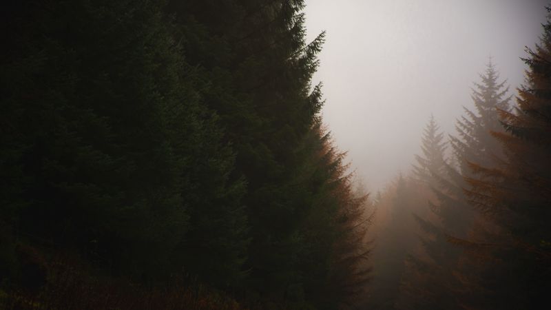 forest, conifer, fog, trees, autumn, 4k