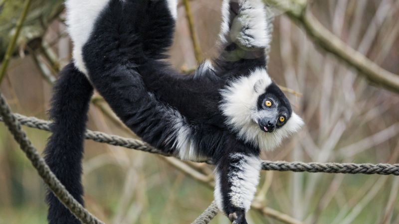 lemur, animal, protruding tongue, funny, 4k