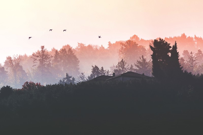 nature, hd, birds, 4k